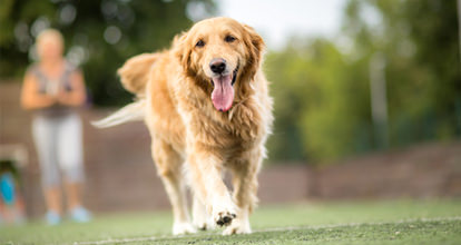 ペットのために遺伝子検査を行うべき 飼い主さんが気を付けたいこと 漢方生薬研究所